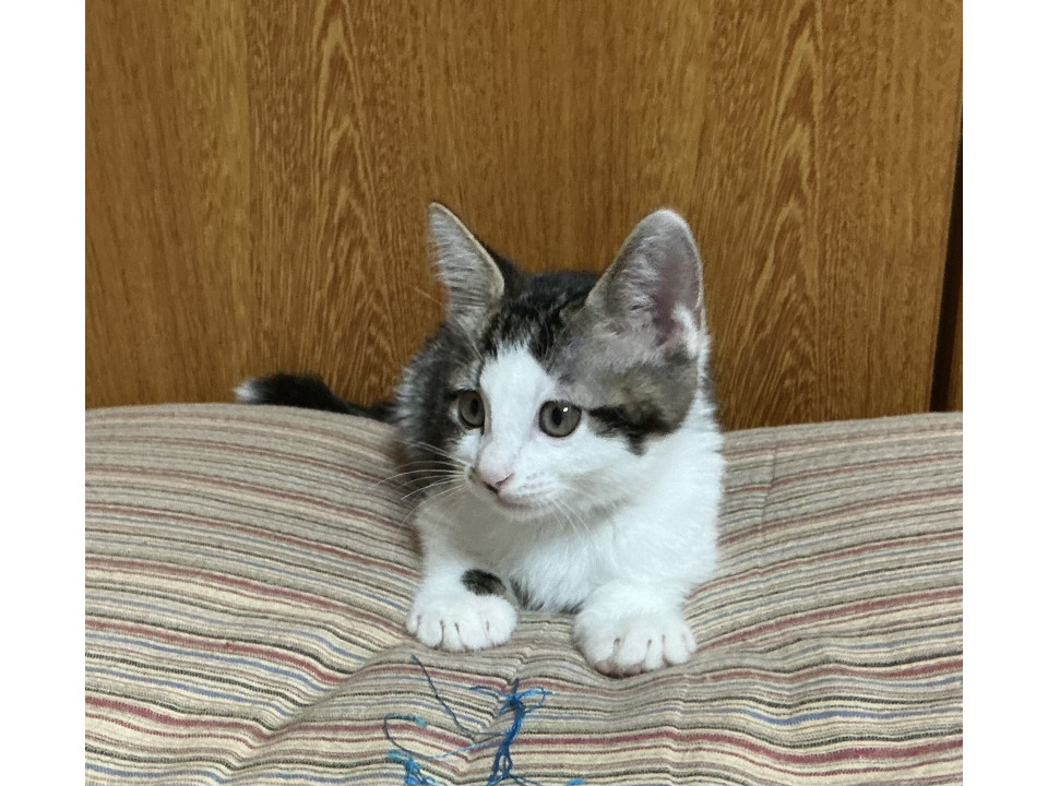 かわいいサバしろ
