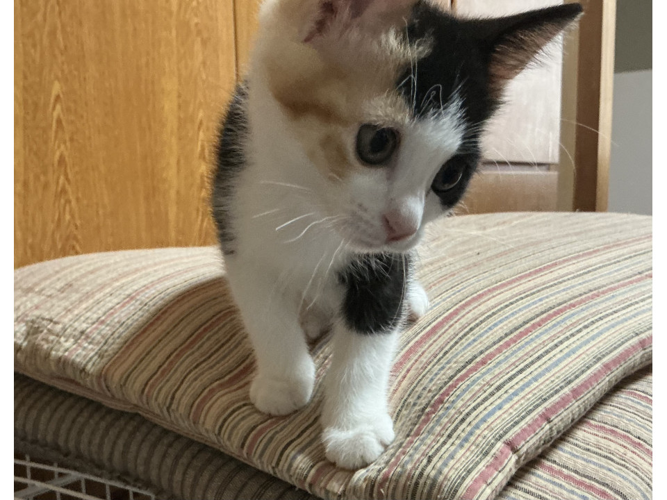 かわいい三毛猫