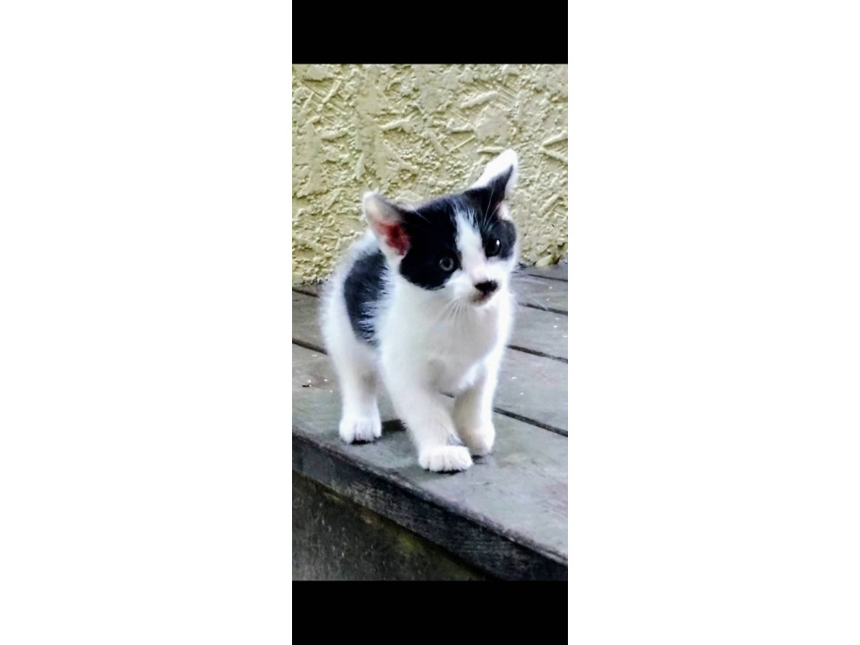 かわいいハチワレ