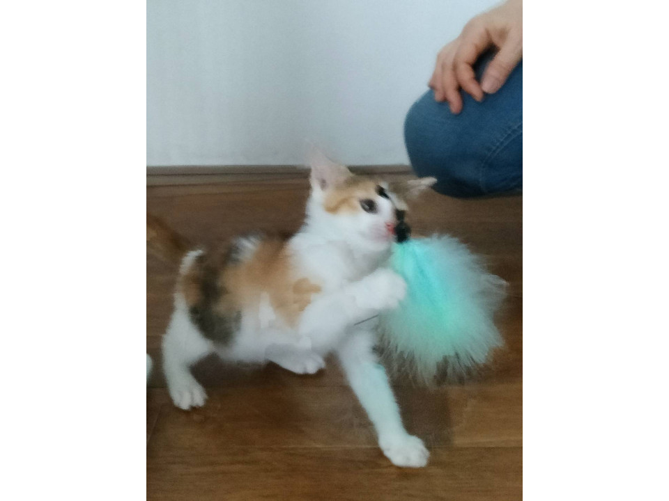 遊び好きで人慣れ抜群の仲良し姉妹猫