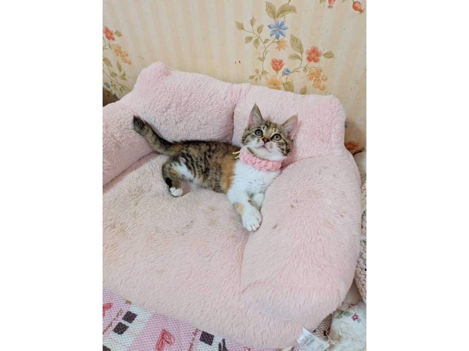 おもちゃ大好き三毛猫の子鴨ちゃん