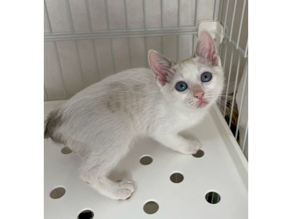 白三毛子猫♀
