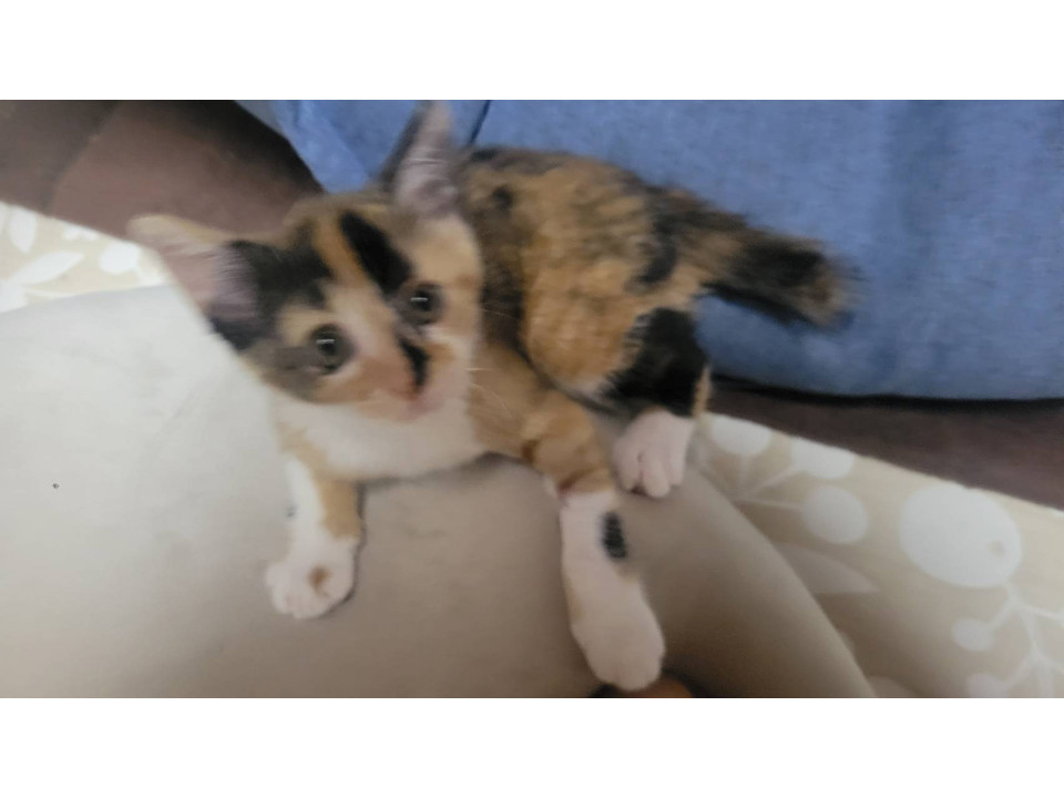 テクテク動いていて上手く写真が取れません