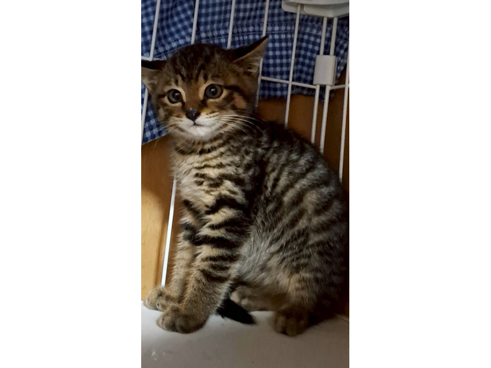 無邪気なお顔のタイガくん
