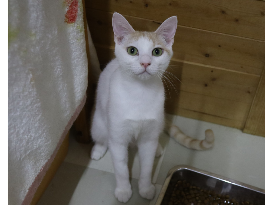 小さな男の子・悟天(ごてん)ちゃん