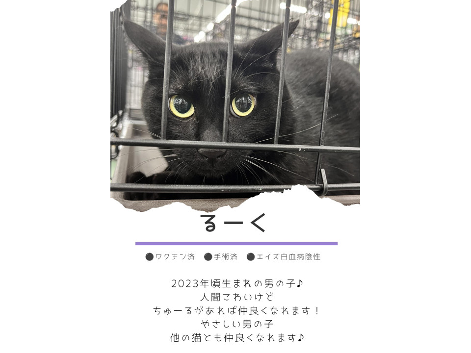 おっとりずっしり男の子