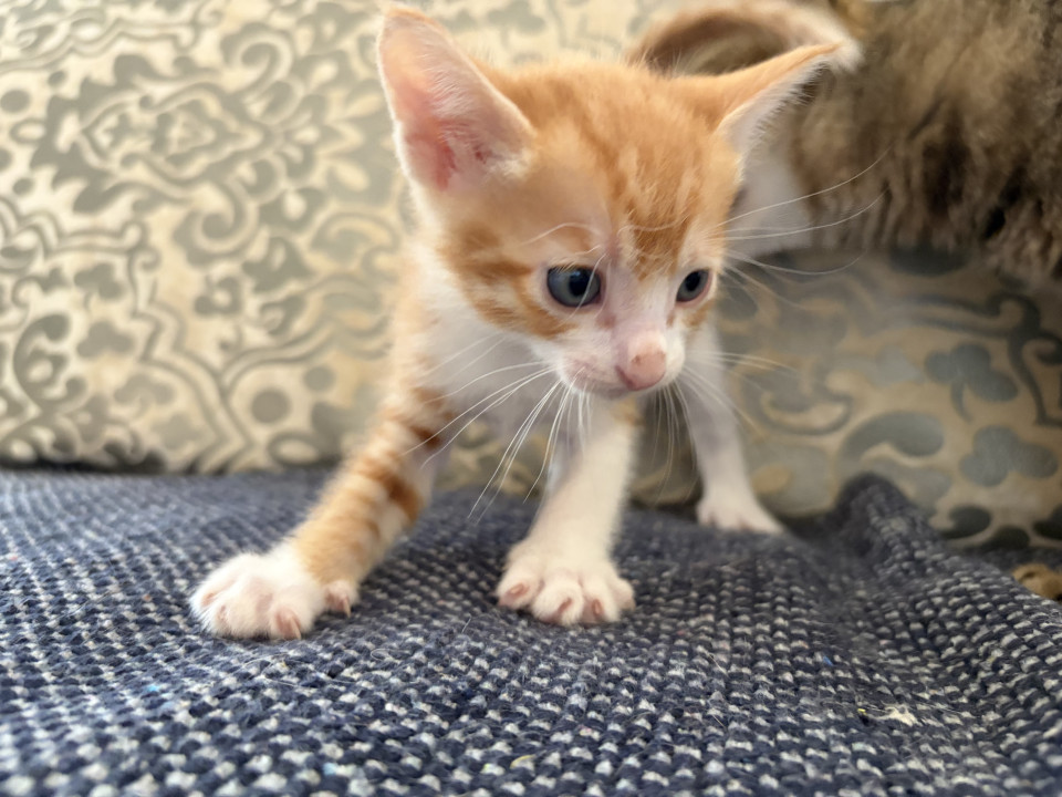 茶とら仔猫の里親様募集！