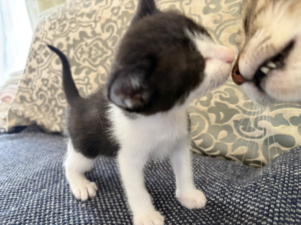 ハチワレ黒白の仔猫さん　