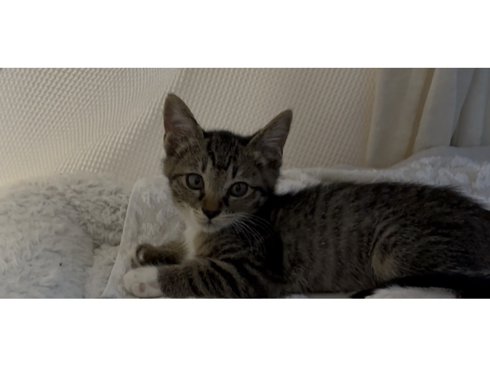 ちょっぴり臆病な子猫ちゃん
