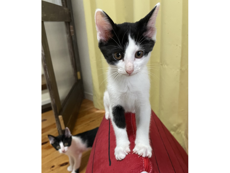 かわいさバツグン♪ハチワレ3にゃんズ♪