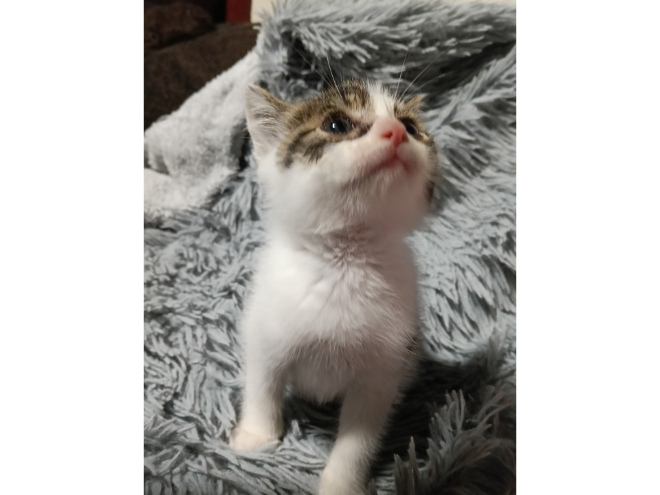 おめめキュルキュルイケメン子猫くん