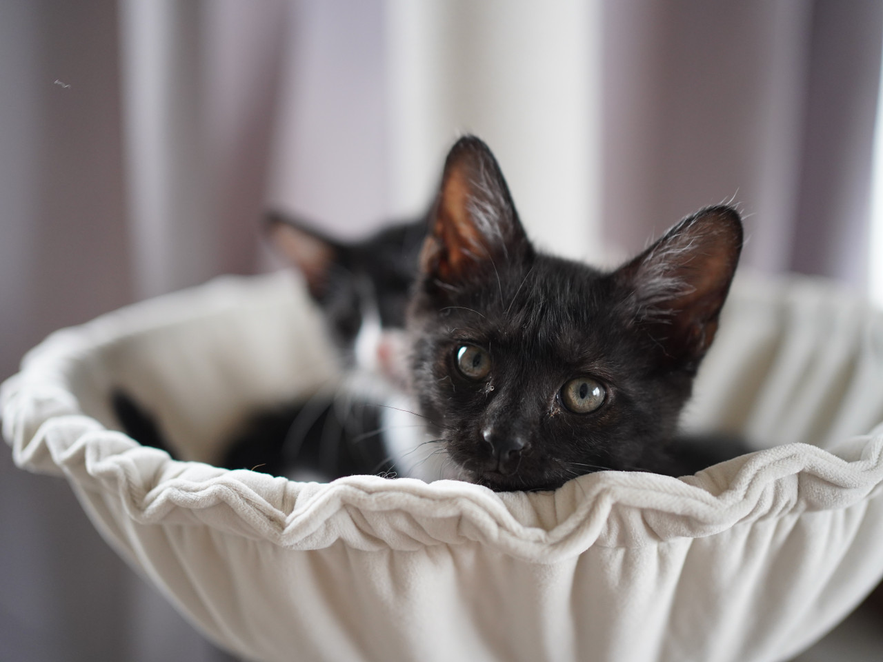 末っ子タイプの甘えん坊　黒猫（スムース）