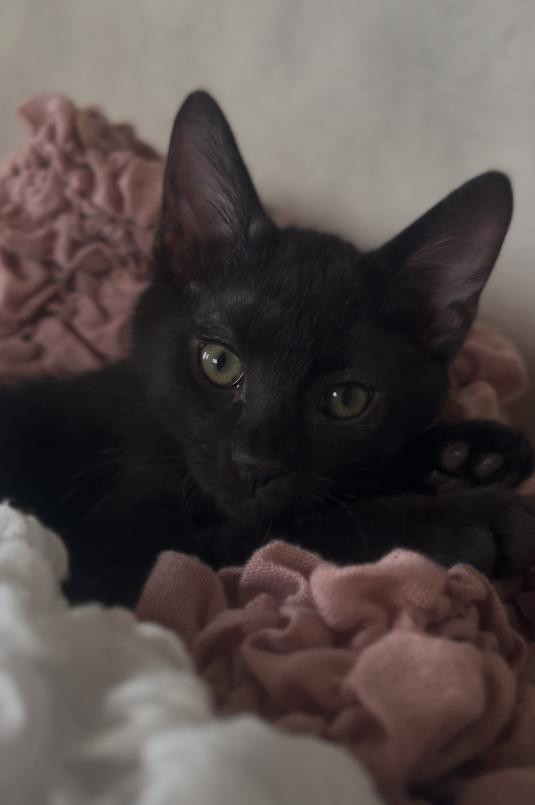 元気なお兄ちゃんタイプ　黒猫