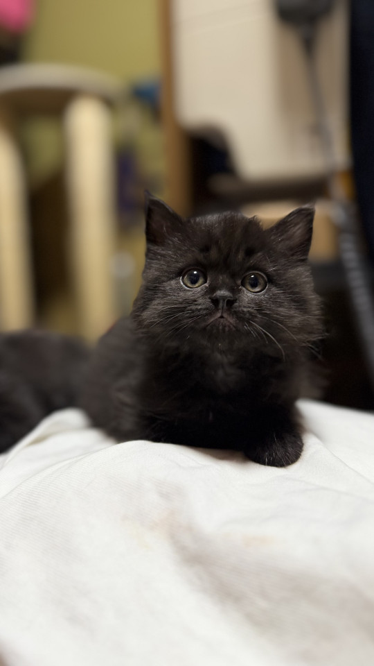 ゴロゴロ可愛い長毛黒猫子猫