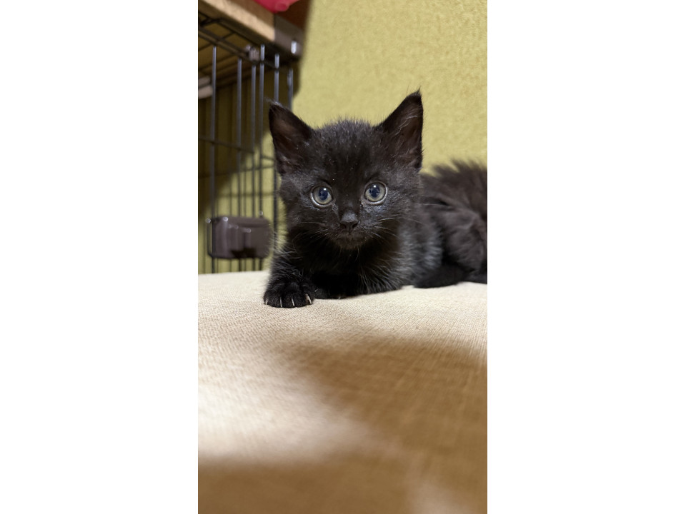 ゴロゴロ可愛い黒猫子猫