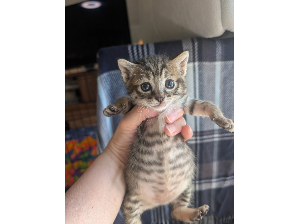 可愛いキジトラちゃん