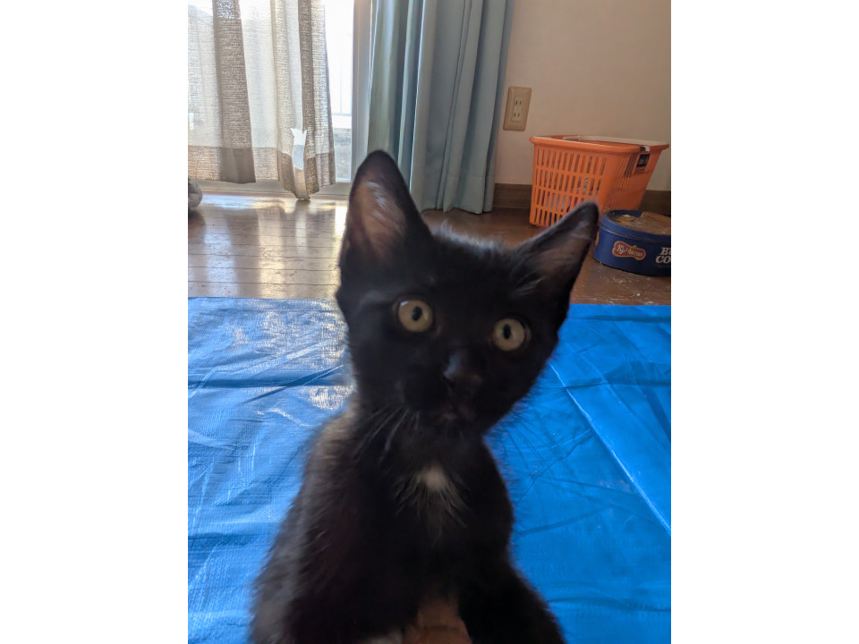 子猫2匹