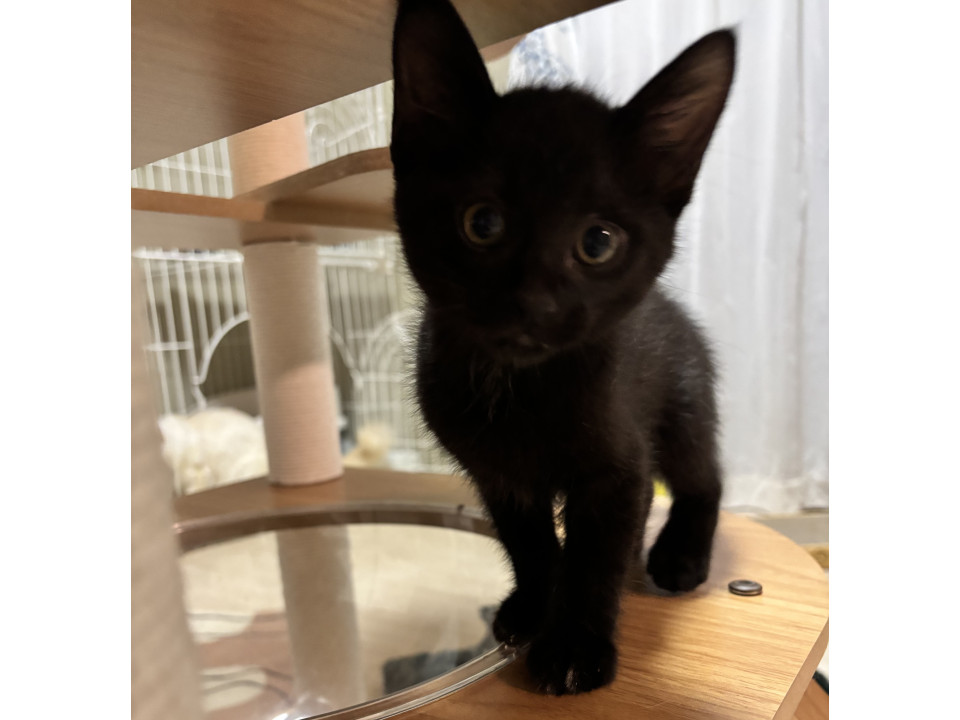 黒猫のもぐ君