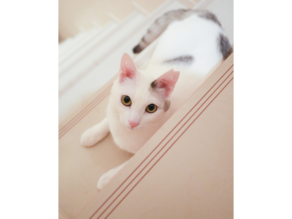 真っ白ふわふわ✨穏やかで賢い甘えんぼ