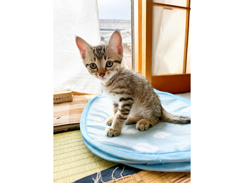 2匹兄妹首を傾げる仕草がたまらないこてつ