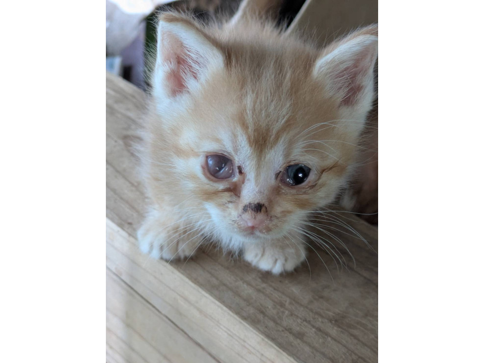 小くておっとりかわいい茶トラちゃん