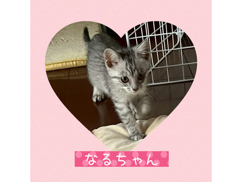 キュートなサバトラ　なるちゃん