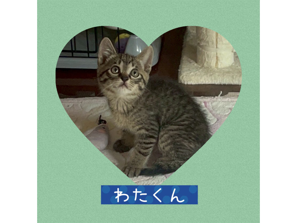 元気なキジトラわたくん