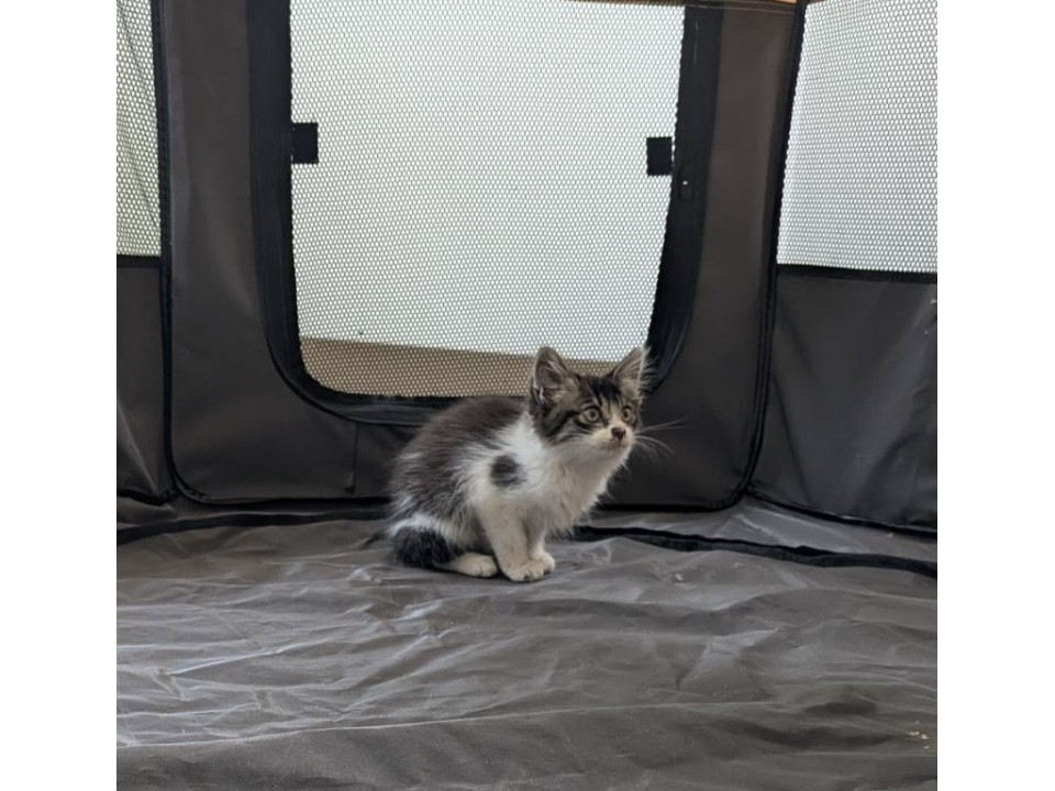 保護猫ちゃん