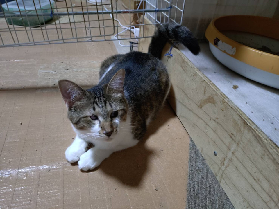 目に障害？