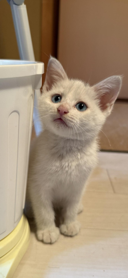 アクアマリンの瞳の子猫　海