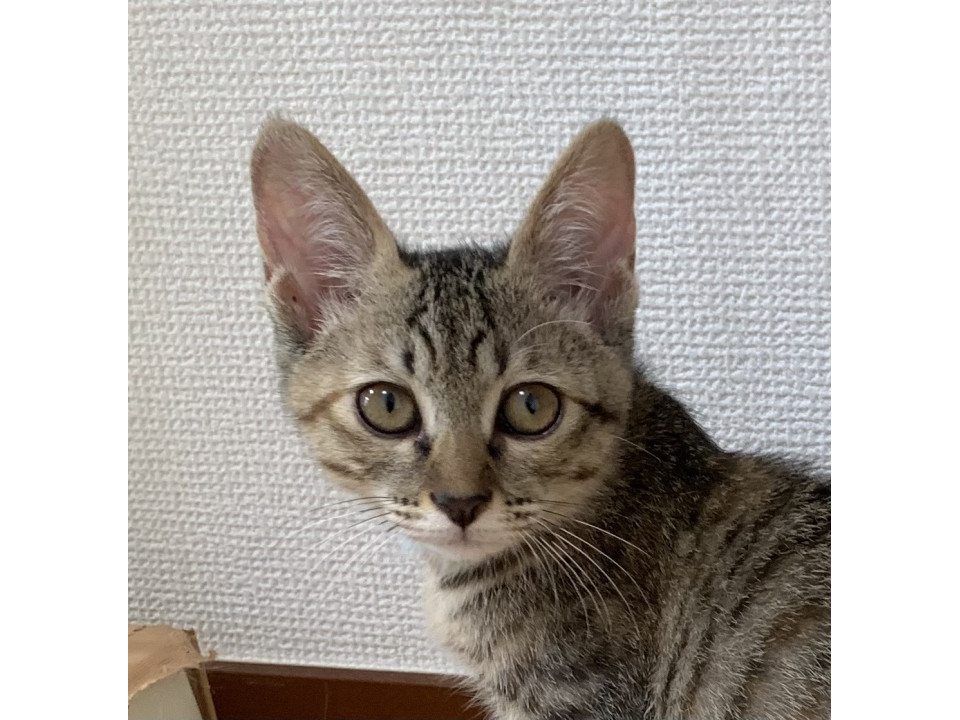ほうじ　むぎわらガールの甘えん坊