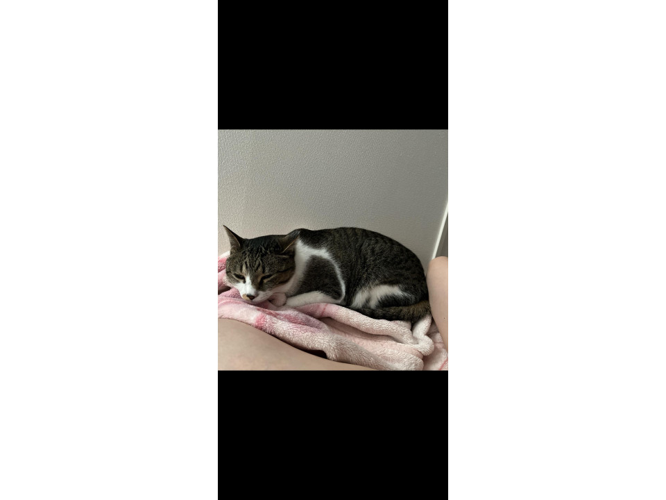 可愛いサバトラ