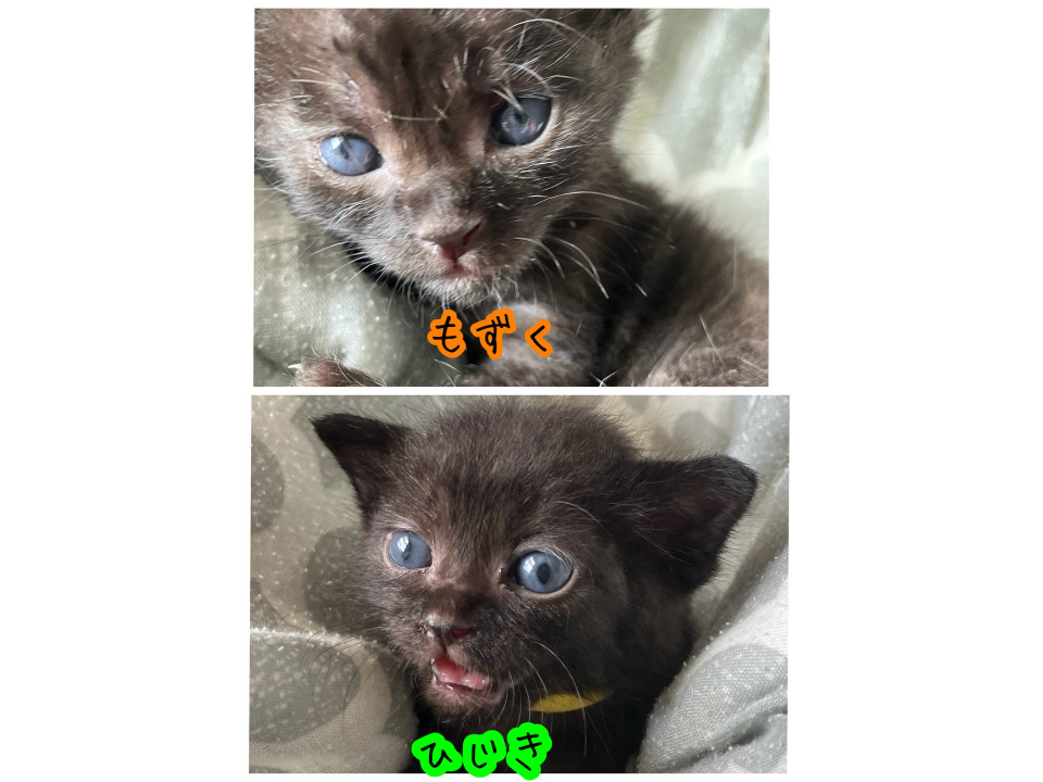 かわいい黒猫君