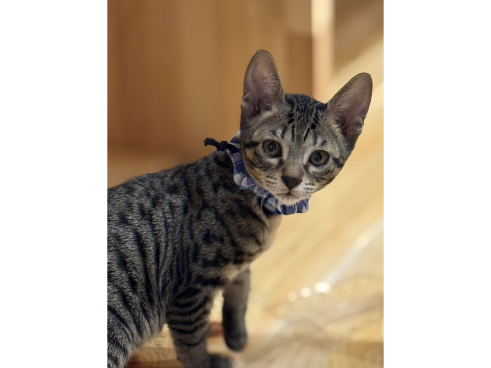 元気いっぱいベンガルの様な模様のキジ猫君