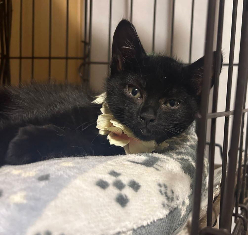 まるでジジみたい!かわいい黒猫の男の子