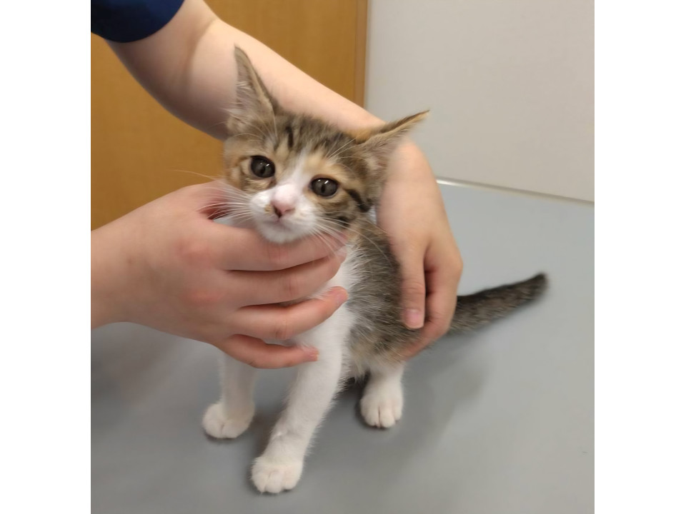 きょうだいで保護された三毛猫♀2ヶ月