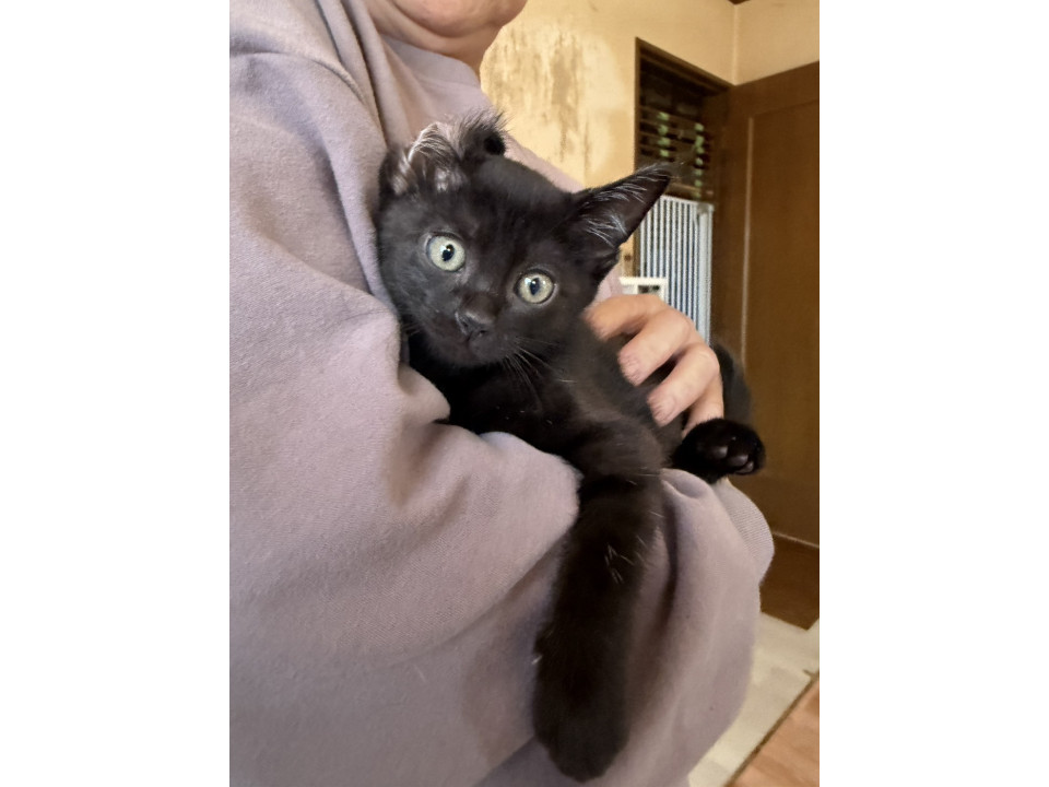 ゴロゴロかわいい甘えんぼな黒猫幼女☆