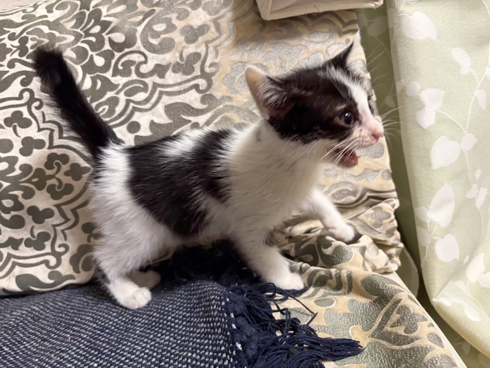 白黒　やや長毛の子猫です