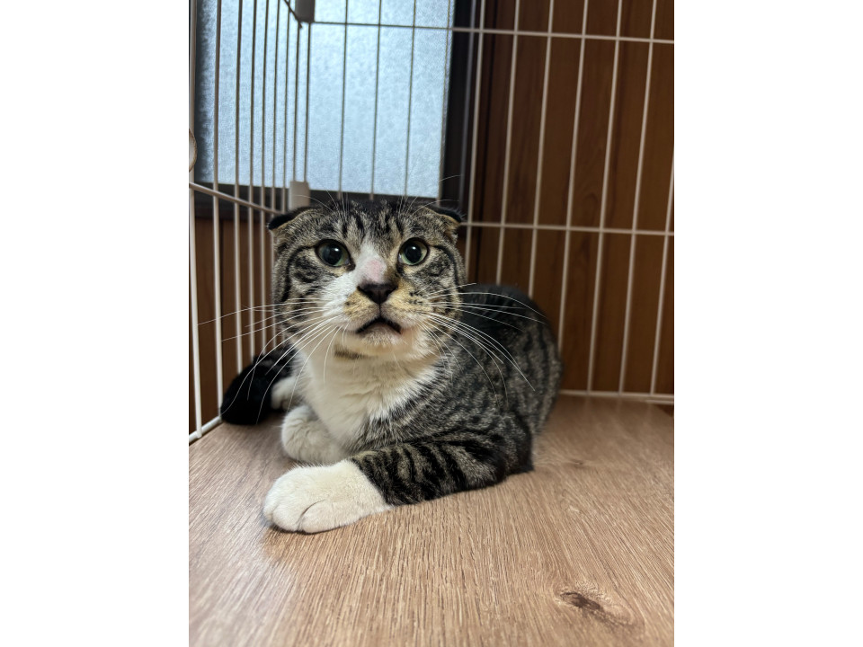 超甘えん坊　ポンズ君１歳くらい