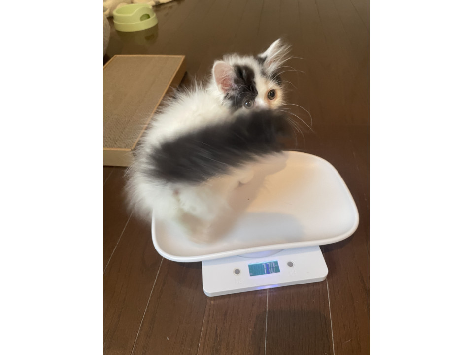 2ヶ月のスコッティッシュ