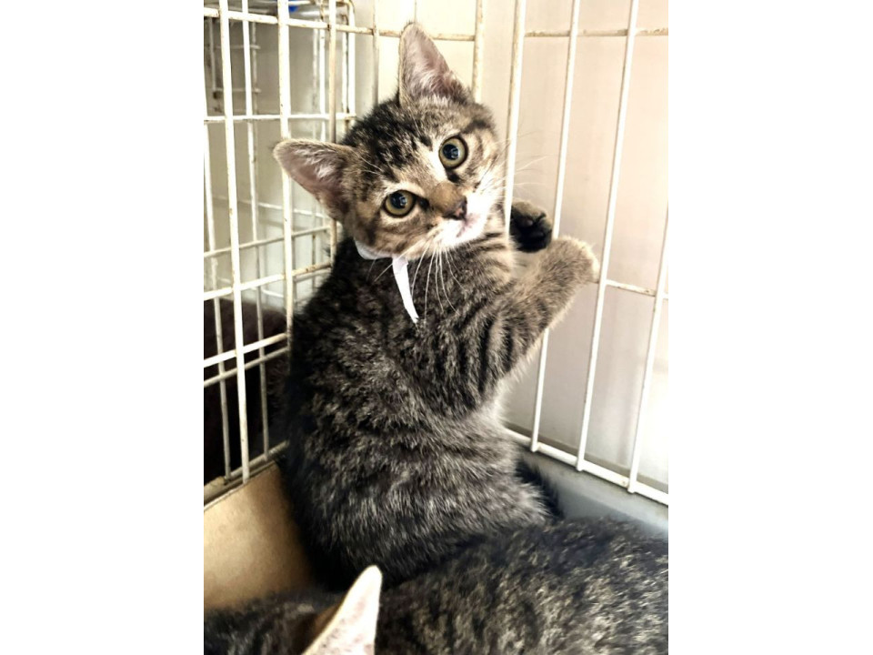 そっくりきじねこさん１