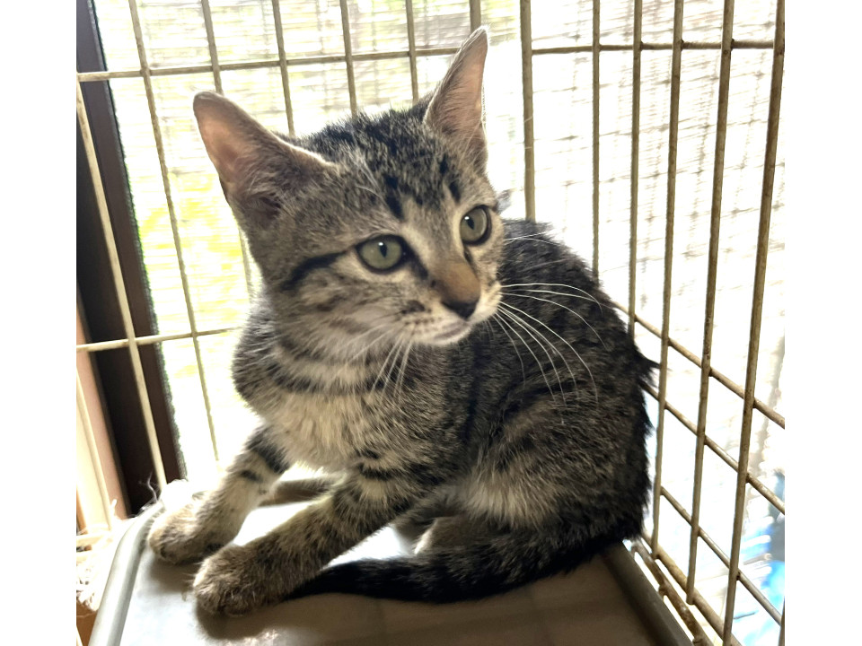 そっくりきじねこさん2