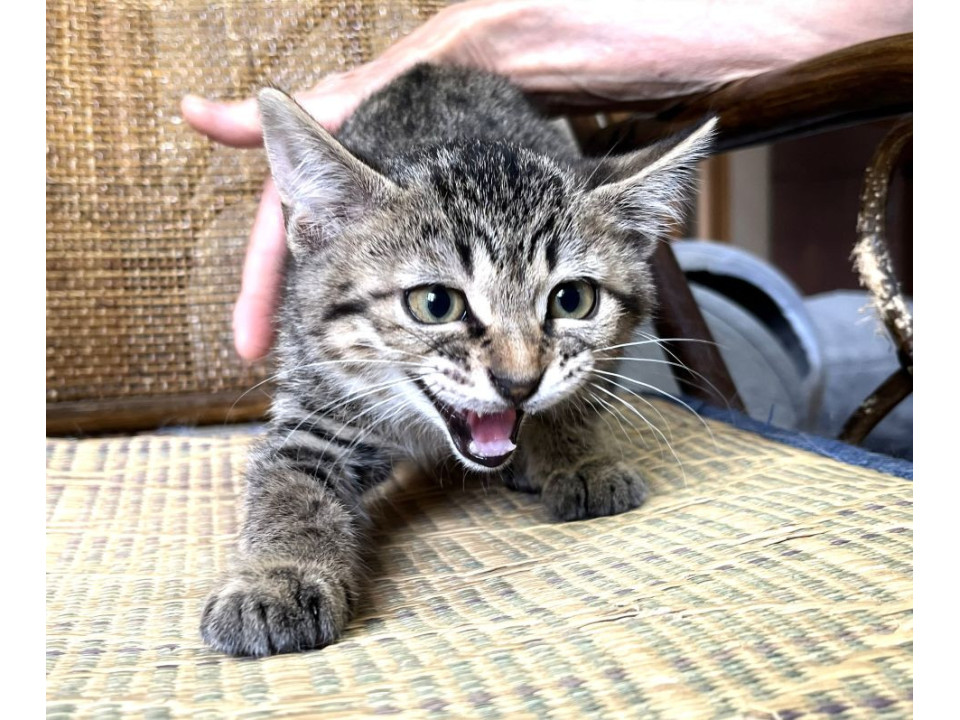 そっくりきじねこさん3