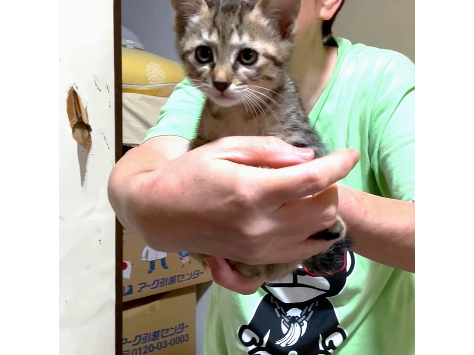 尾長なキジトラちゃん