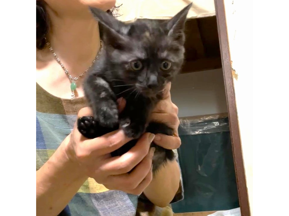 クロキジサビちゃん