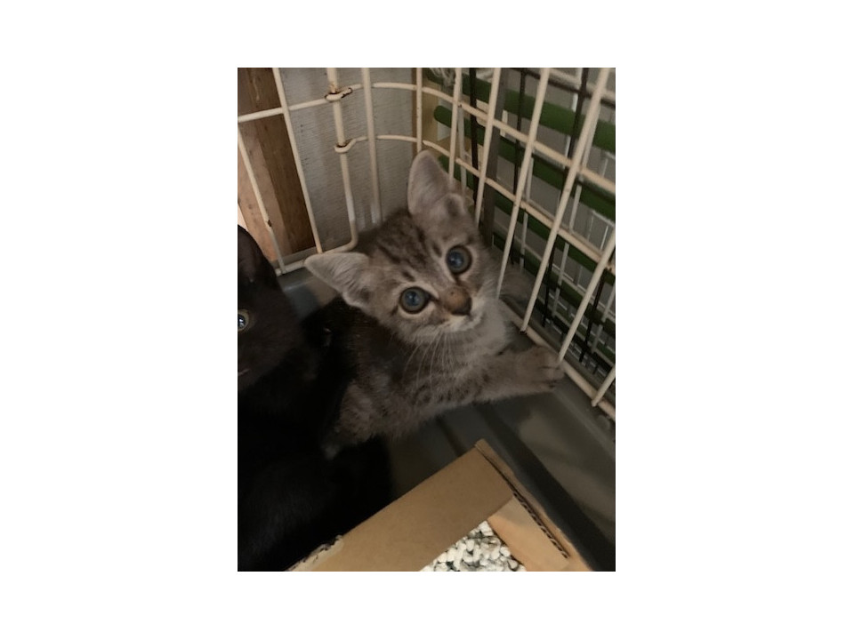 可愛い鍵しっぽ