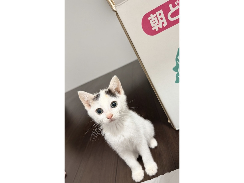 好奇心旺盛！鍵しっぽとび三毛