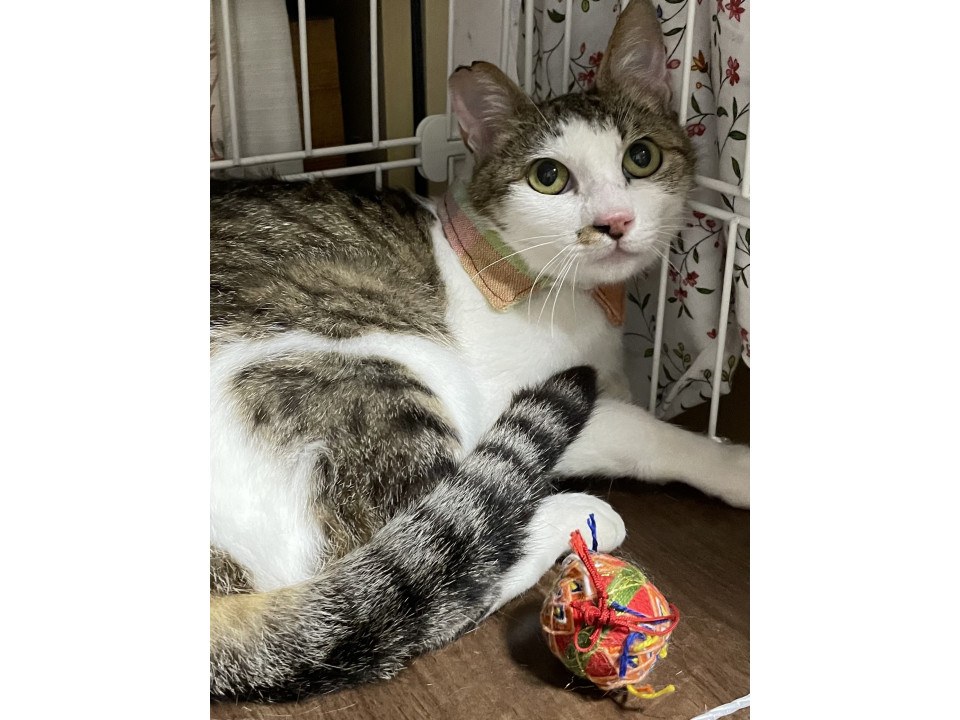 優しいメス猫2才