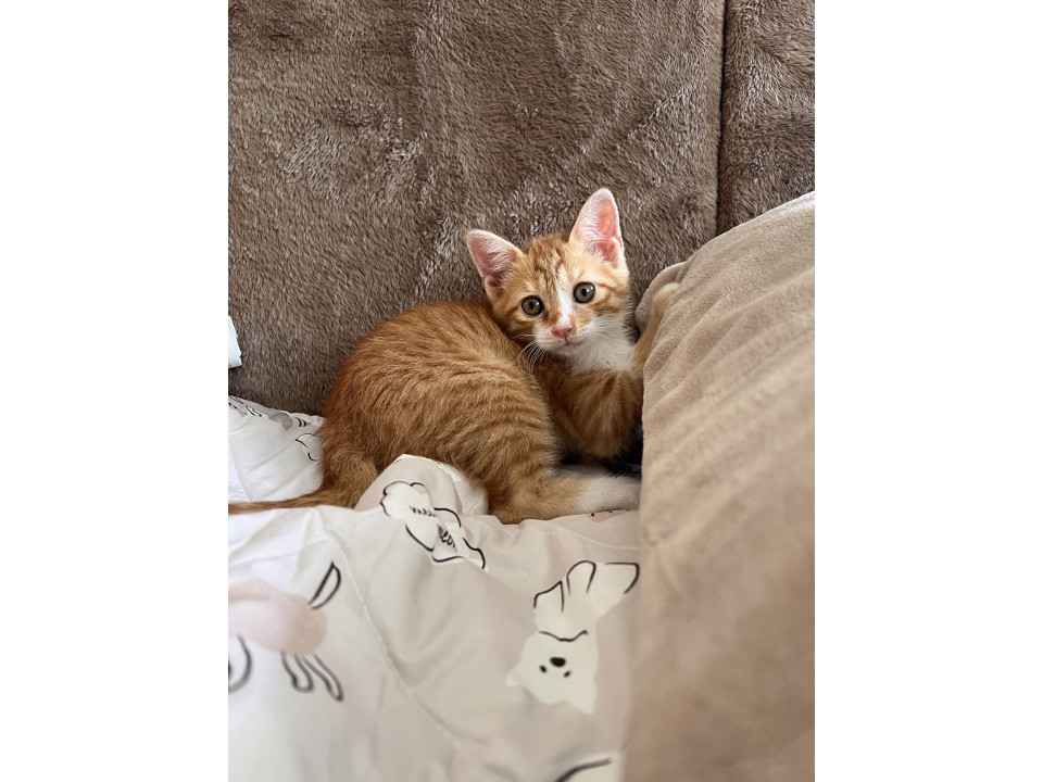 人馴れ猫なれ抜群チャトくん