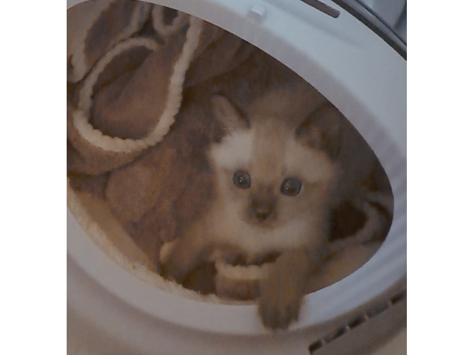 生後1ヶ月半　シャムちゃん